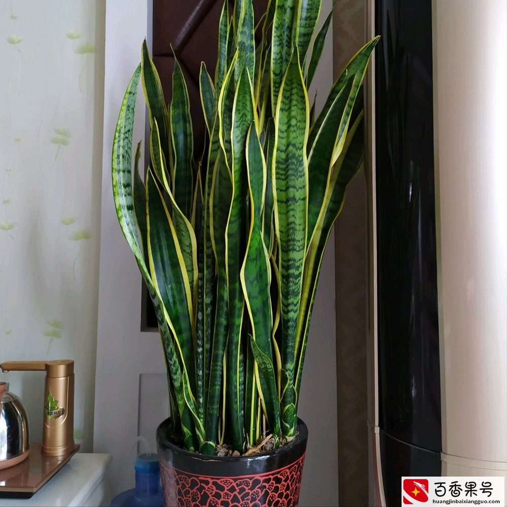 6种“健康花”，卧室一放，废气吸光，不失眠，睡觉香