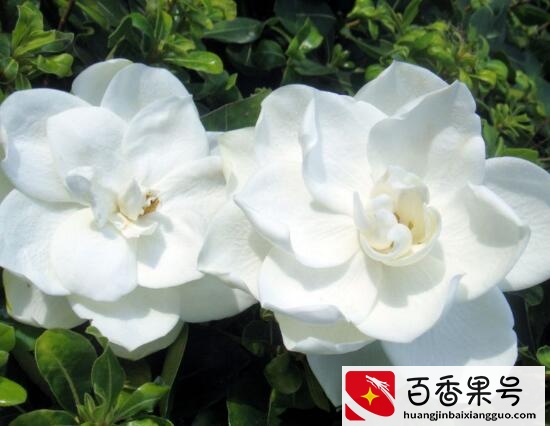 栀子花开花时间多久，栀子花一年开几次花