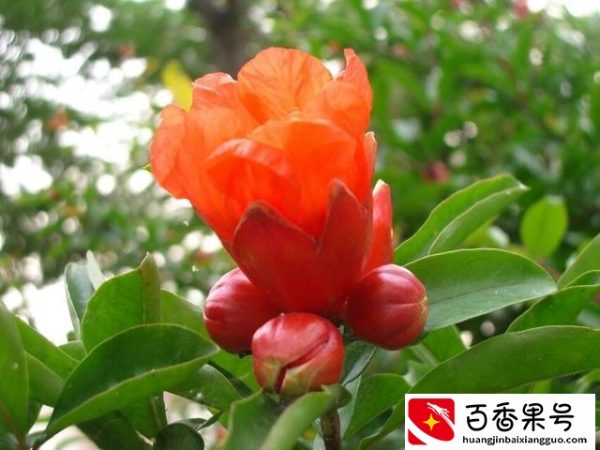 石榴树真的不能在家中院子里种吗