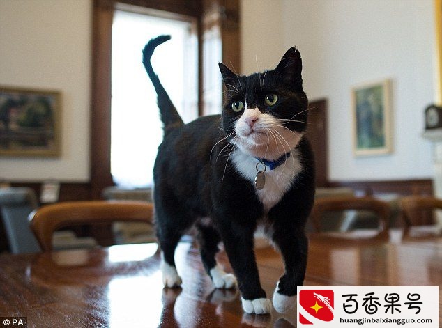 这就是你们都喜欢的白手套小猫咪了 无论做什么都是这么优雅！