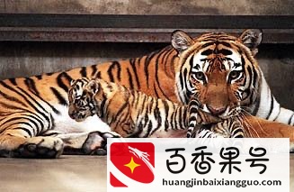 让大家看看我的东北媳妇吵架是什么样的，经典语录是防不胜防。