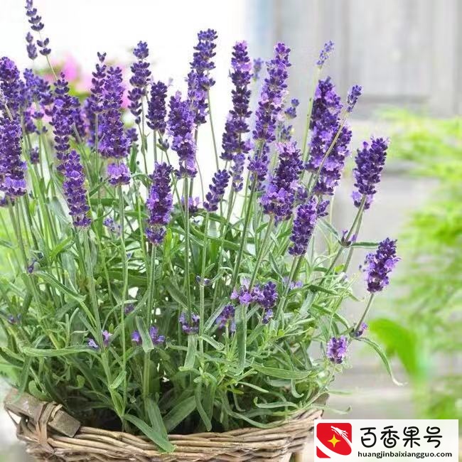 6种“健康花”，卧室一放，废气吸光，不失眠，睡觉香