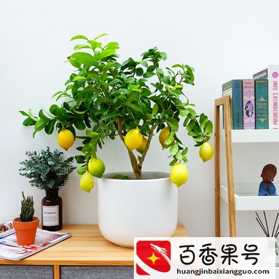 6种“健康花”，卧室一放，废气吸光，不失眠，睡觉香
