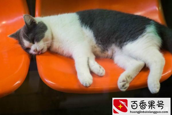 猫的寿命最长能活多少年