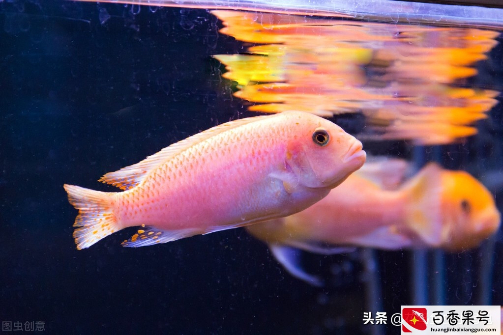 鱼缸里的水变浑浊怎么办？怎么变清