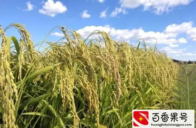 想不到，春节送大米原来还有这样的寓意！