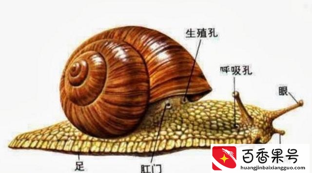 科普答疑：这么大这么大的非洲大蜗牛，到底能不能吃呀？
