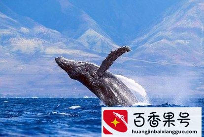 虎鲸为什么怕座头鲸
