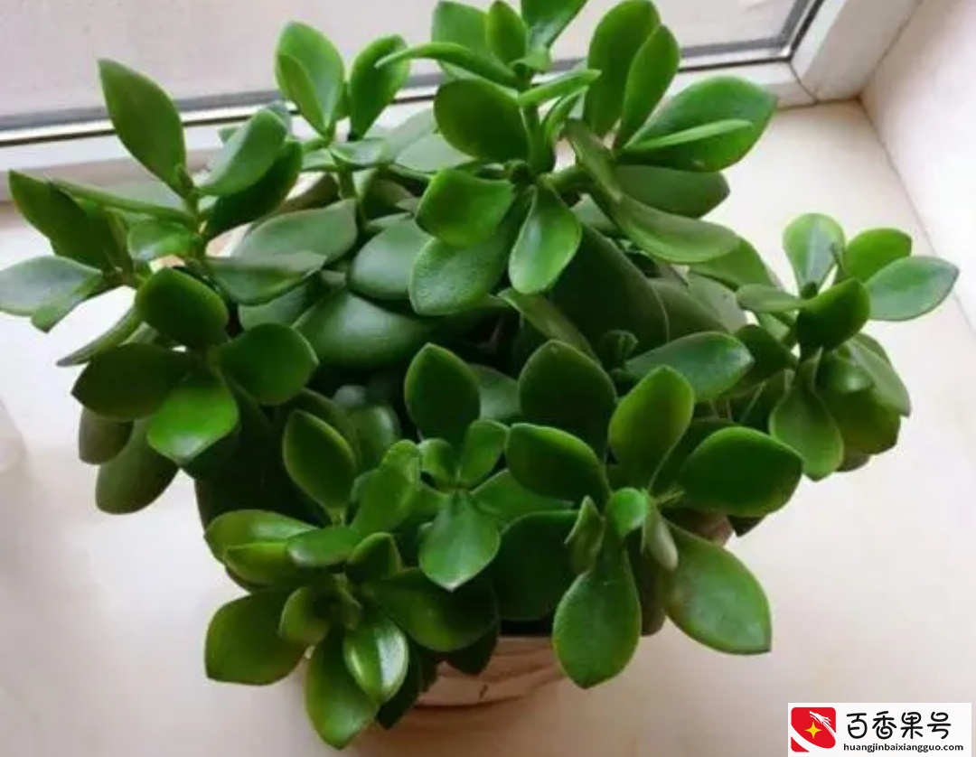 5种植物夜间释放氧气，净化空气环境，卧室也能养