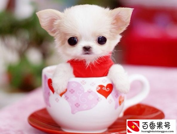 5万一只的茶杯犬，原来是这么来的，看完不会再买了
