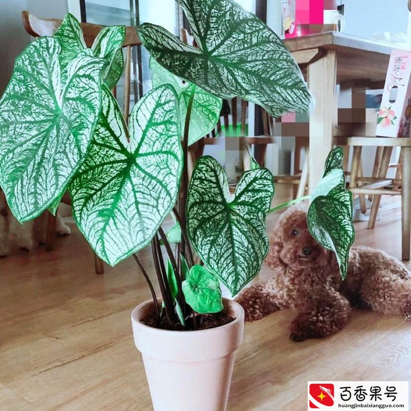 6种“健康花”，卧室一放，废气吸光，不失眠，睡觉香