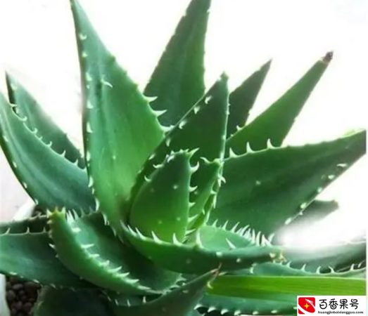 5种植物夜间释放氧气，净化空气环境，卧室也能养