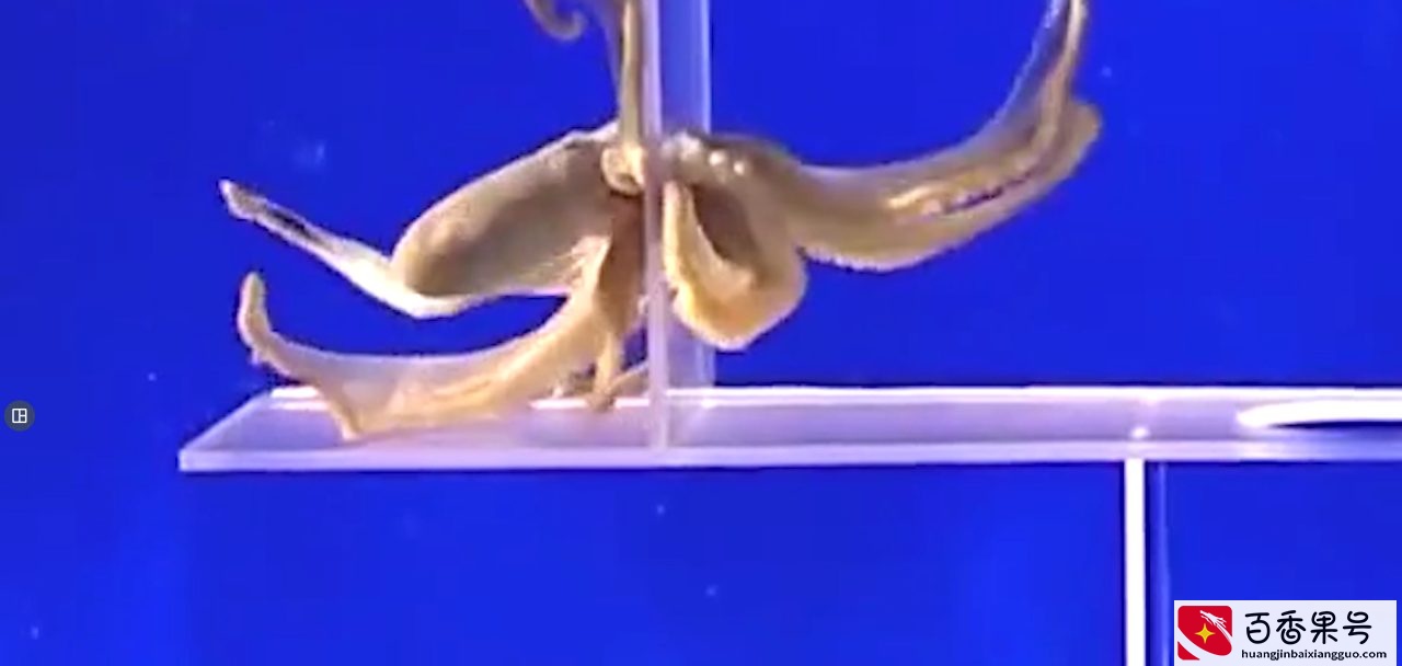 地球上最像外星物种的生物—章鱼