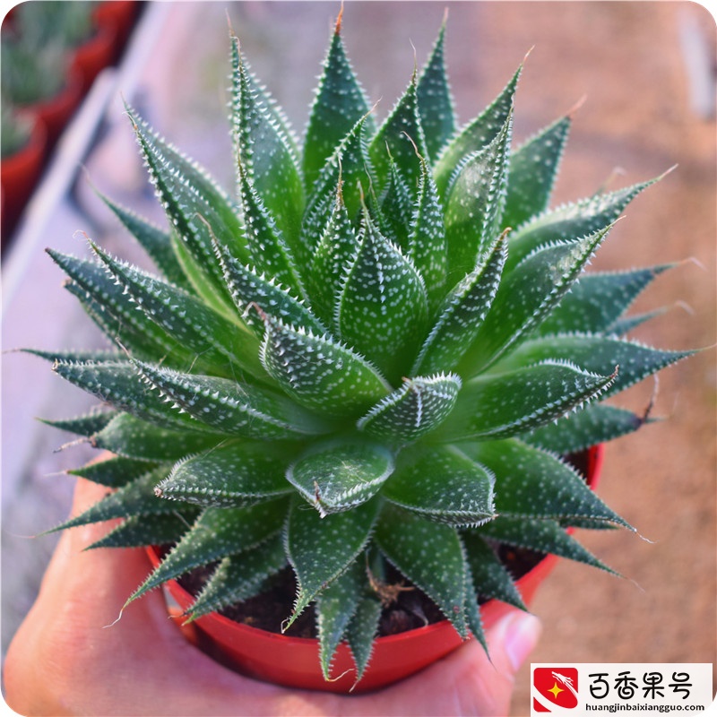 6种“健康花”，卧室一放，废气吸光，不失眠，睡觉香