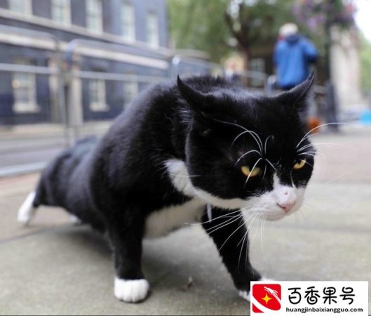 这就是你们都喜欢的白手套小猫咪了 无论做什么都是这么优雅！