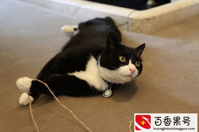 这就是你们都喜欢的白手套小猫咪了 无论做什么都是这么优雅！