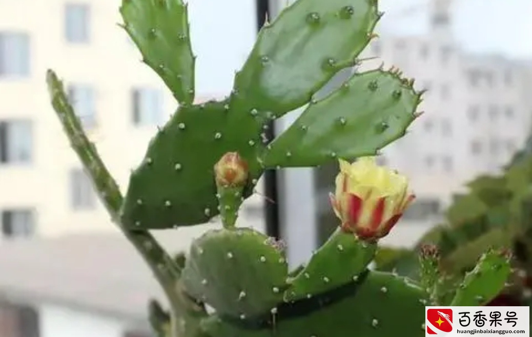 5种植物夜间释放氧气，净化空气环境，卧室也能养