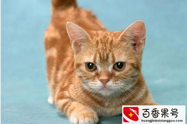 猫的寿命最长能活多少年