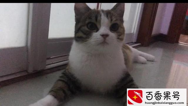 土猫当宠物养的人都是傻子