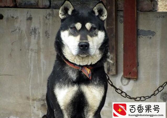 为什么农村老人说，“狗来富”？其实原因有6个