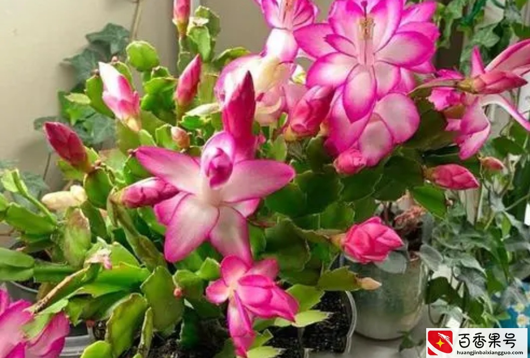 5种植物夜间释放氧气，净化空气环境，卧室也能养