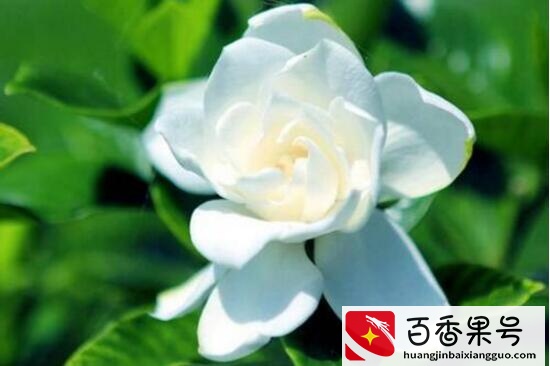 栀子花开花时间多久，栀子花一年开几次花