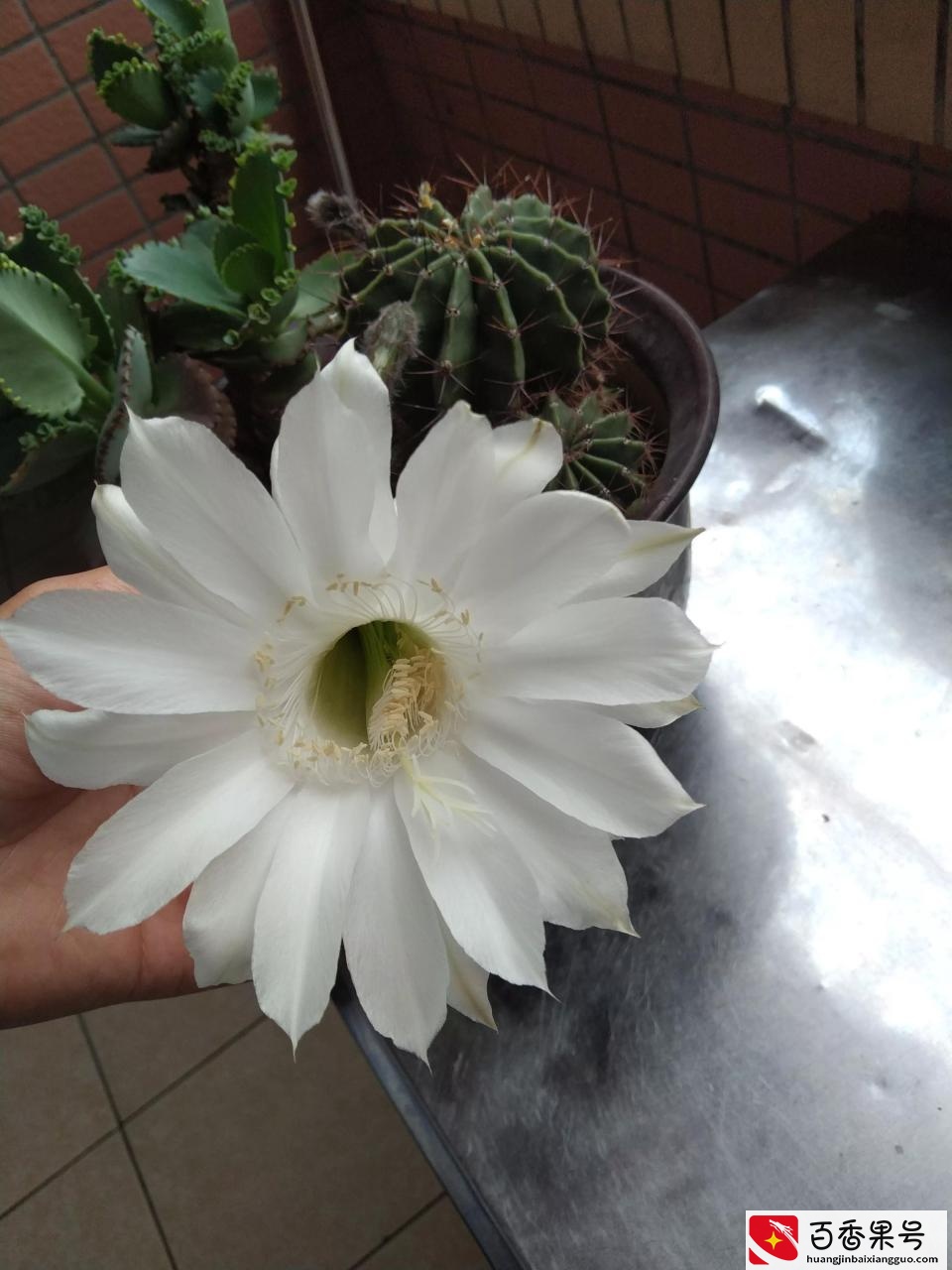 你们见过仙人球开花吗？