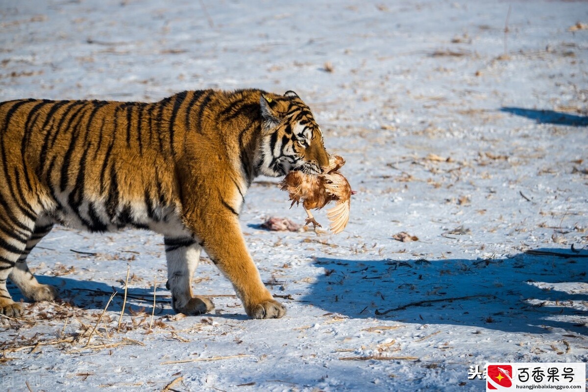 猛虎决战黑豹，究竟谁是百兽之王？「动物故事」