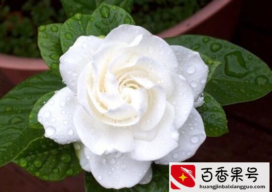 栀子花开花时间多久，栀子花一年开几次花