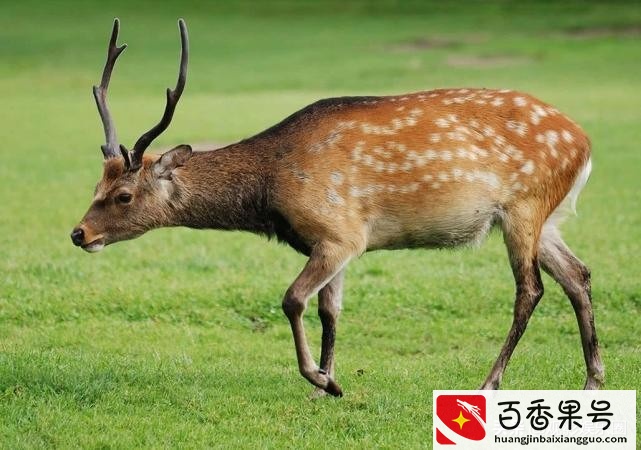 麒麟真的存在吗？那张黑白的麒麟照片是谁拍的？