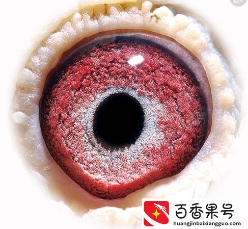 如何挑选出好的信鸽鸽眼
