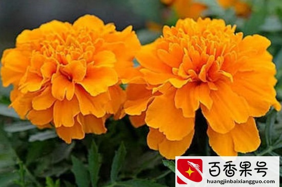 24小时开放的花有吗？考拉园艺网带你了解24小时分别开放的花