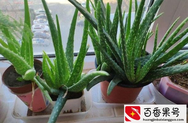 6种“健康花”，卧室一放，废气吸光，不失眠，睡觉香