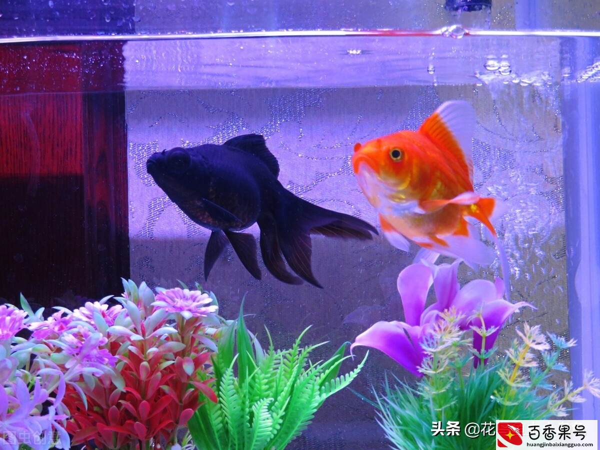 鱼缸里的水变浑浊怎么办？怎么变清