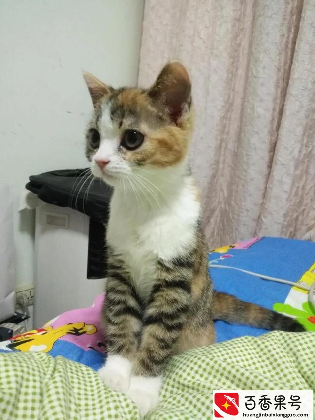 土猫当宠物养的人都是傻子