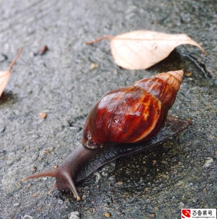 科普答疑：这么大这么大的非洲大蜗牛，到底能不能吃呀？