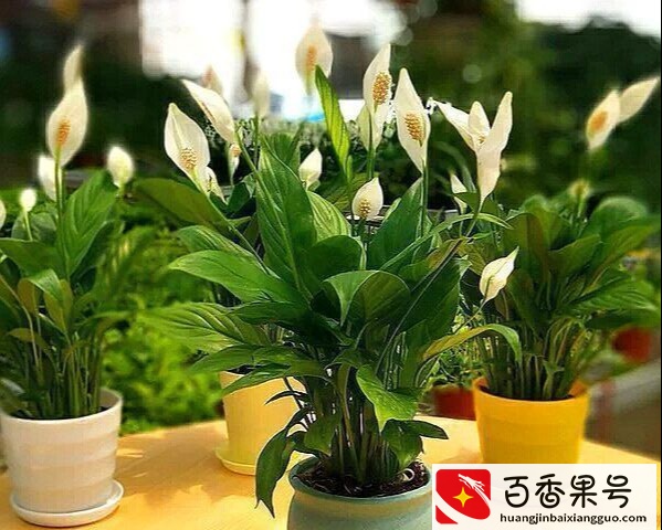 6种“健康花”，卧室一放，废气吸光，不失眠，睡觉香