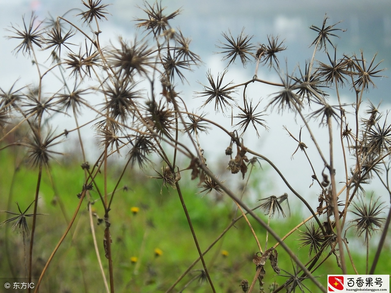 鬼针草的功效及禁忌，建议收藏