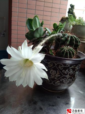你们见过仙人球开花吗？