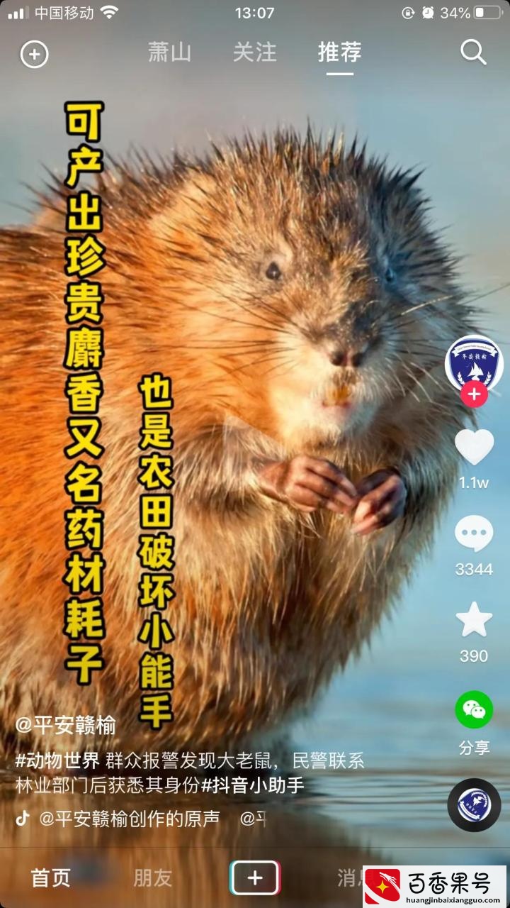 长这么大才知道水老鼠是国家一级保护动物