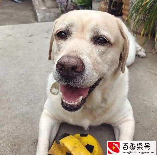 最适合新手养的8种狗，你最想养哪种？