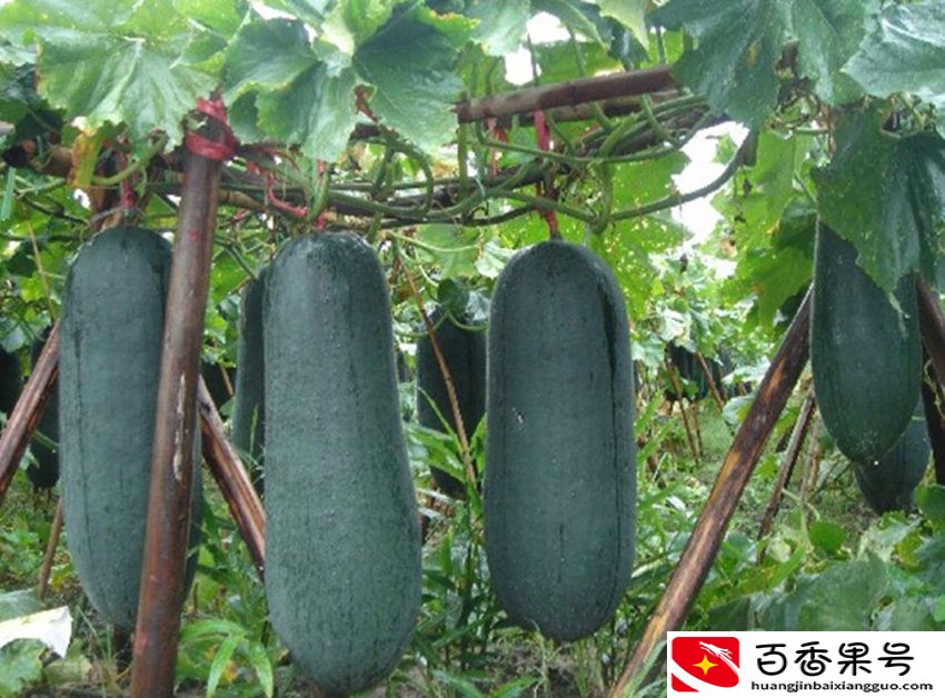近些年农村种植什么效益好？四种农作物没风险，利润还挺可观