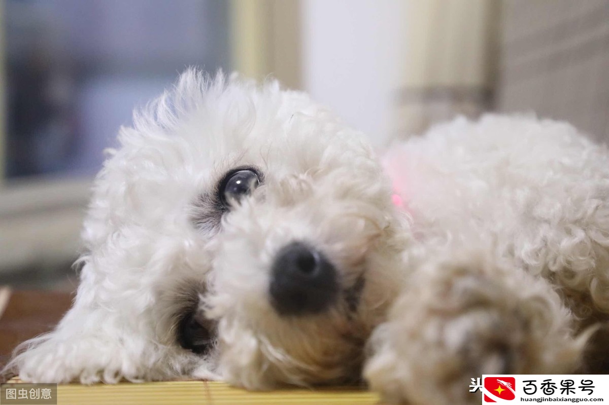 为什么幼犬需要接种三针一模一样的疫苗？请收下这份幼犬疫苗指南