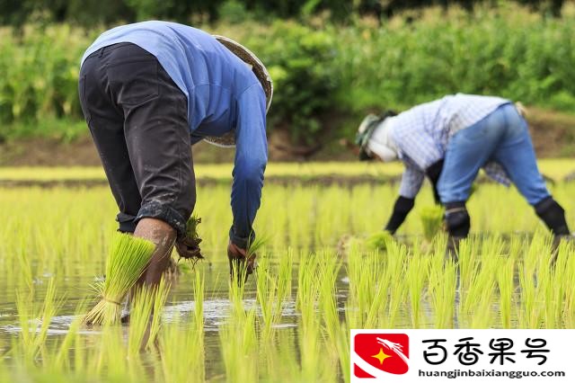 学什么技术月入上万