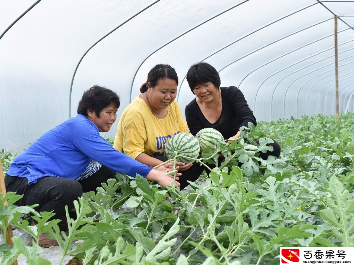 目前西瓜多少钱一斤？2022年为何卖价高？西瓜后期价格行情走势