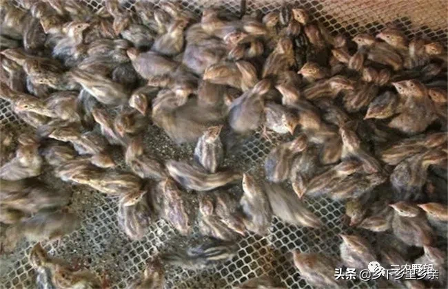 养殖鹌鹑会有哪些风险？这些方面吃亏的最多