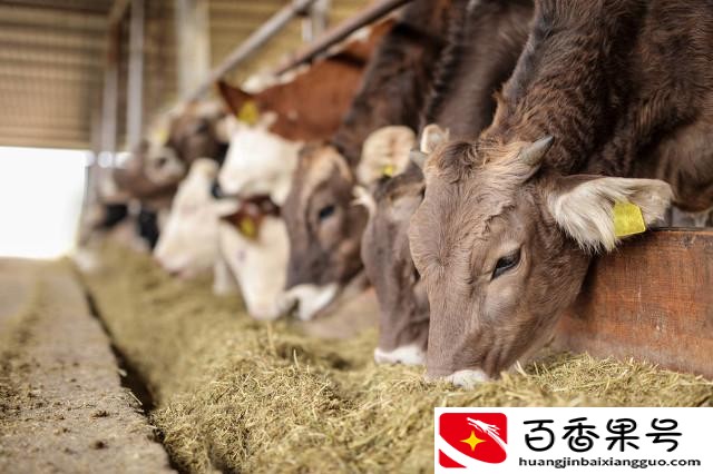 学什么技术月入上万