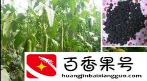 丝瓜种子一般几天发芽