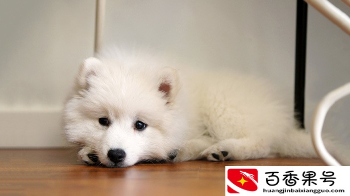 萨摩耶犬多少钱一只？