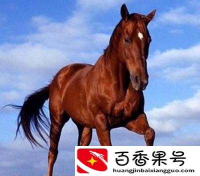 养马的利润与成本前景